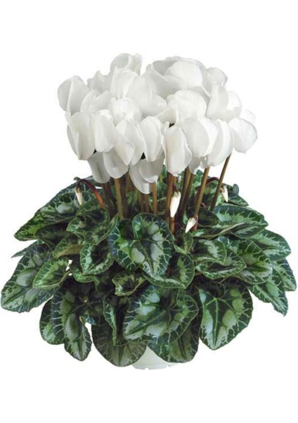 Canlı Sıklamen Çok Büyük Boy Beyaz Cyclamen