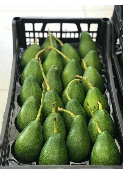 AVOKADO 1 KG TAZE HASAT