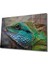 Iguana Cam Tablo 1