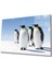Penguen Hayvan Cam Tablo 4mm Dayanıklı Temperli Cam 1