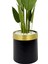 Starliçe 220CM Metal Siyah Gold Saksıda 2
