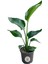 Starliçe Cennet Kuşu Çiçeği Salon Bitkisi Strelitzia Nicolai 50-60 cm 1