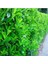 Saksıda Kartopu Viburnum Lucidum Fidanı (80-110 Cm) 1 Adet Doğal Çit Duvar 1