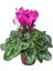 Cyclamen (Sıklamen) Çiçeği Mor Iç Mekan Ofis Bitkisi Bol Çiçekli 1
