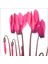 Sıklamen Pembe - Cyclamen Pink Cyclamen 1