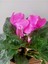 Cyclamen Persicum Saksıda Sıklamen Çiçeği Iç Mekan Çiçekli Bitki 1
