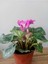 Cyclamen Persicum Saksıda Sıklamen Çiçeği Iç Mekan Çiçekli Bitki 2