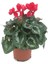Sıklamen, Saksıda Cyclamen Çiçeği Iç Mekan Ofis Bitkisi Bol Çiçekli 1