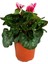 Sıklamen (Cyclamen) 20-25CM 1