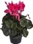 Cyclamen Persicum Saksıda Sıklamen Çiçeği Iç Mekan Salon Bitkisi Bol Çiçekli 1