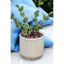 Kaktüs Saksı Dünyası El Yapımı Saksı Gümüş Dekoratif Saksı Küçük Boy Model 30