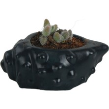 Evene Mini Çiçek Saksısı Küçük Sukulent Siyah Kaktüs Saksı Deniz Kabuğu Model