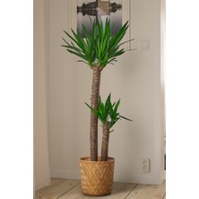 Garden Online Yucca - Yuka Bitkisi Büyük Boy Iki Gövdeli Yucca Avize Çiçeği Canlı Salon Bitkisi 100-120 cm