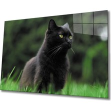 Bay Çağrı Kedi 2 Cam Tablo