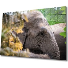 Bay Çağrı Fil Cam Tablo