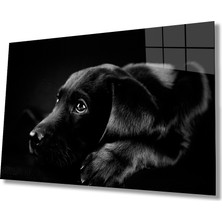 Bay Çağrı Köpek Cam Tablo