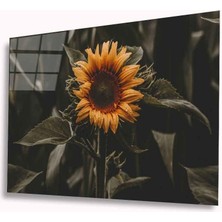 Bay Çağrı Ayçiçeği Cam Tablo 4mm Dayanıklı Temperli Cam