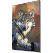 Bay Çağrı Kurt Hayvan Portresi Cam Tablo, Ev ve Ofis Duvar Dekoru, Hediyelik Büyük Temperli 4 mm Cam Tablo