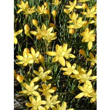 NET TARIM 5 Adet Sarı Zıpçıktı ( Yağmur Çiçeği ) Çiçeği Soğanı