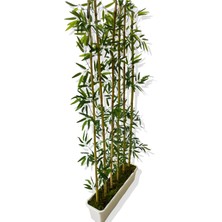 Bambu Seperatör 175 cm 6 Adet Bambu 72 cm Beyaz Saksı