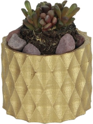 Evene Mini Çiçek Saksısı Küçük Sukulent Altın Kaktüs Saksı Baklava Model