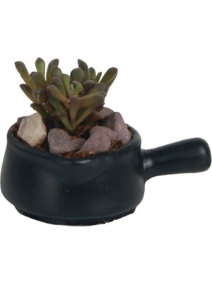Evene Mini Çiçek Saksısı Küçük Sukulent Siyah Kaktüs Saksı Tava Model