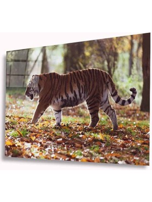 Bay Çağrı Kaplan Cam Tablo 4mm Dayanıklı Temperli Cam