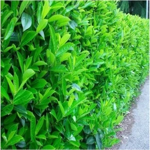 4 Adet Saksıda Kartopu Viburnum Lucidum Fidanı 80-110 cm 1 Adet Doğal Çit Duvar