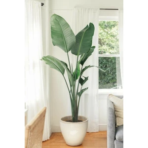 Garden Online Starliçe Cennet Kuşu Çiçeği - Strelitzia Nicolai Canlı Salon Bitkisi 2 M