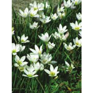 Net Tarım 10 Adet Beyaz Zıpçıktı ( Yağmur Çiçeği ) Çiçeği Soğanı