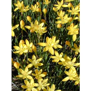 NET TARIM 20 Adet Sarı Zıpçıktı ( Yağmur Çiçeği ) Çiçeği Soğanı