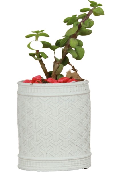 Saksı Kaktüs Saksısı Dekoratif Saksı Model Y