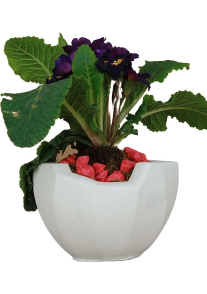 Çiçek Saksısı Beyaz Beton Saksı Model Önü Açık