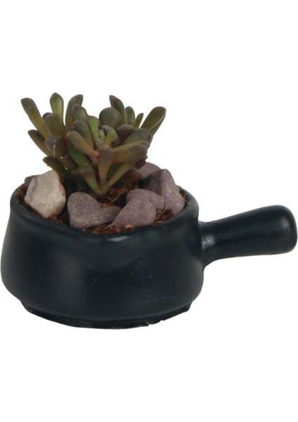 Mini Çiçek Saksısı Küçük Sukulent Siyah Kaktüs Saksı Tava Model