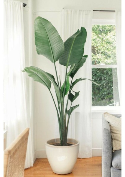 Starliçe Cennet Kuşu Çiçeği - Strelitzia Nicolai Canlı Salon Bitkisi 2 M