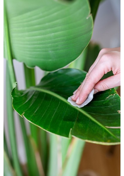 Starliçe Cennet Kuşu Çiçeği - Strelitzia Nicolai Canlı Salon Bitkisi 2 M fiyatları