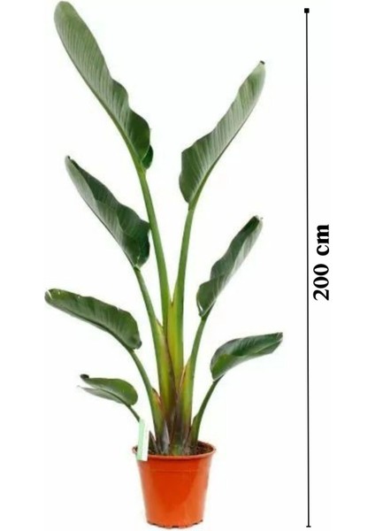 Starliçe Cennet Kuşu Çiçeği - Strelitzia Nicolai Canlı Salon Bitkisi 2 M modelleri