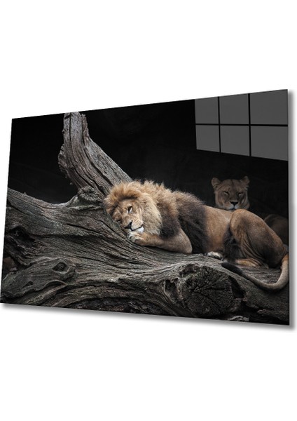 Aslan Cam Tablo