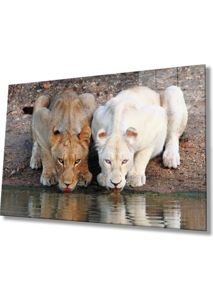 Aslan Hayvan Cam Tablo 4mm Dayanıklı Temperli Cam