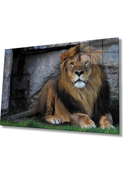 Aslan Hayvan Cam Tablo 4mm Dayanıklı Temperli Cam