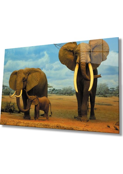 Filler Hayvan Cam Tablo 4mm Dayanıklı Temperli Cam