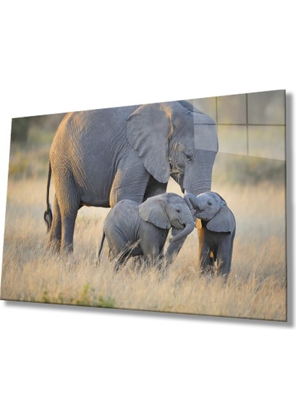 Filler Hayvan Cam Tablo 4mm Dayanıklı Temperli Cam