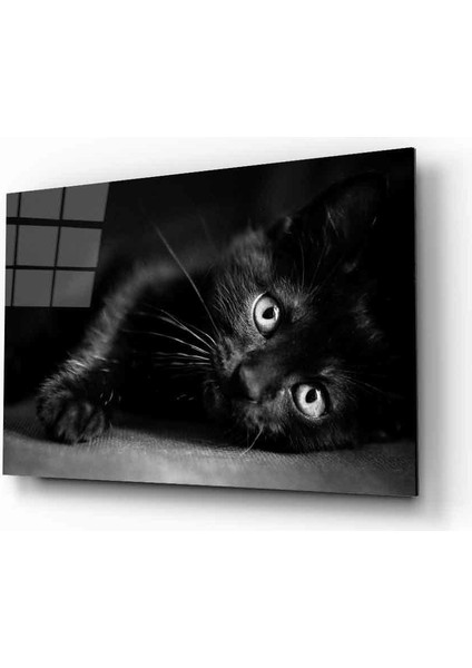 Kedi 11 Hayvan Cam Tablo