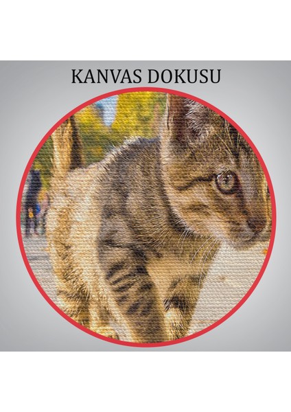 Sultan Ahmet Camii Önündeki Yavru Kedi TABLOSU-6507