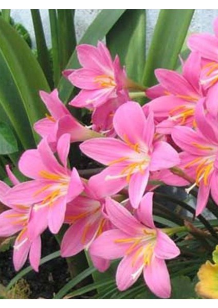 5 Adet Pembe Zıpçıktı ( Yağmur Çiçeği ) Çiçeği Soğanı