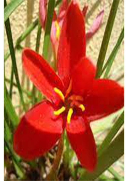 20 Adet Kırmızı Zıpçıktı ( Yağmur Çiçeği ) Çiçeği Soğanı