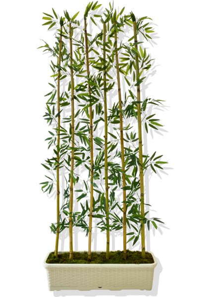 Bambu Seperatör 175 cm 6 Adet Bambu 72 cm Beyaz Saksı modelleri