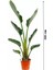 Starliçe Cennet Kuşu Çiçeği - Strelitzia Nicolai Canlı Salon Bitkisi 2 M 3