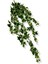 Yapay Hedera Helix Sarmaşık 120 cm 9 Dal 2