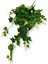 Yapay Hedera Sarmaşık 9 Dal 100 cm 1